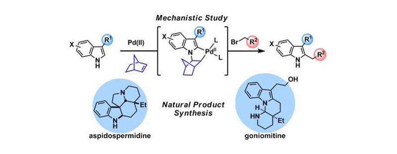 Pd(II)-Catalyzed Regioselective 2-Alkylation of Indoles via a Norbornene-Mediated C–H Activation: Mechanism and Applications.