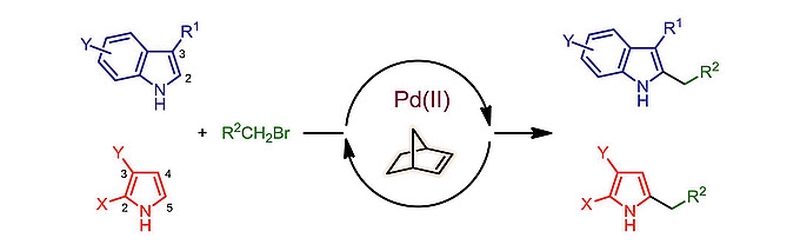 Regioselective Direct C-H Alkylation of NH Indoles and Pyrroles by a Palladium/Norbornene-Cocatalyzed Process