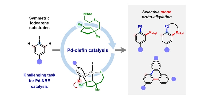 Complementary Site Selectivity in *Ortho*-Alkylative Vicinal Difunctionalization Reactions of Iodoarenes Enabled by Palladium–Olefin Catalysis.