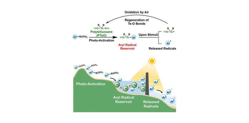 An Aryl Radical Reservoir Based on the Activation of Organoboronic Acids by Polytelluroxane.