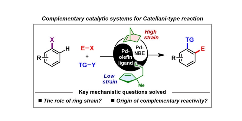 Beyond Ring Strain: Deciphering the Role of Ligand Structure in Pd-Olefin Cooperative Catalysis