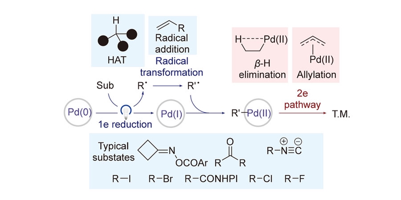 Palladium-Catalyzed Radical Reactions via Pd(I) Pathway: A Brief Summary of Reaction Patterns and Recent Progress (Invited Review).<br>经历Pd(I)途径的钯催化自由基反应：模式简述和近期进展（中文综述）