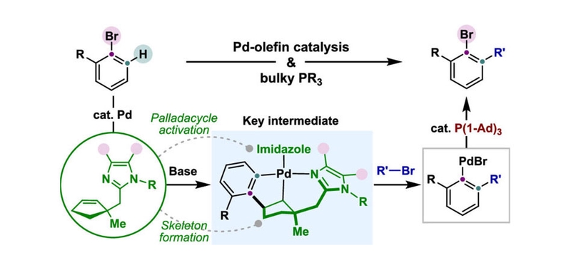 Palladium-Catalyzed *ortho*-Alkylation of Bromoarenes Enabled by Imidazole-Olefin Ligands.