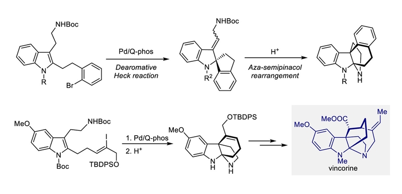 Construction of Indoline/Indolenine Ring Systems by a Palladium-Catalyzed Intramolecular Dearomative Heck Reaction and the Subsequent Aza-Semipinacol Rearrangement.