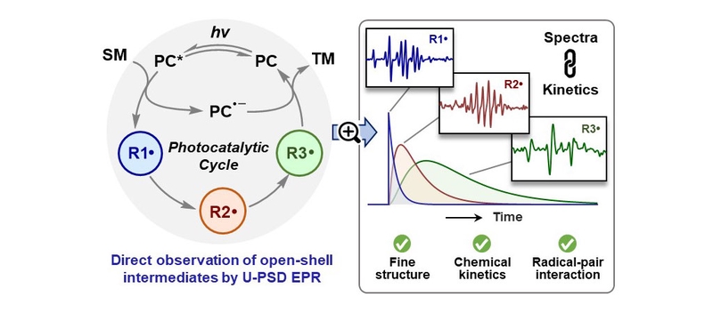 Direct Observation of All Open-Shell Intermediates in a Photocatalytic Cycle.