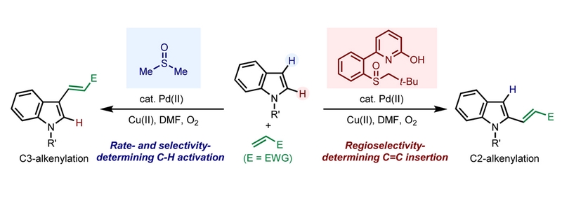 Regiocontrol in the Oxidative Heck Reaction of Indole by Ligand-Enabled Switch of the Regioselectivity-Determining Step.