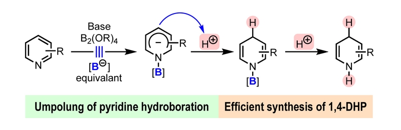 An Umpolung Approach to the Hydroboration of Pyridines: A Novel and Efficient Synthesis of N-H 1,4-Dihydropyridines.