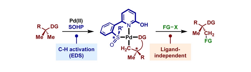 Unveiling the Mechanistic Role of Chiral Palladacycles in Pd(II)-Catalyzed Enantioselective C(sp<sup>3</sup>)-H Functionalization.
