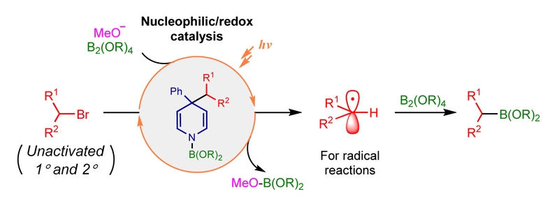 Photoinduced Radical Borylation of Alkyl Bromides Catalyzed by 4-Phenylpyridine.