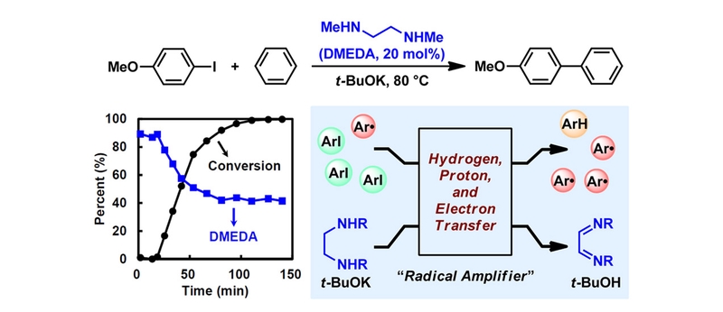 Revisiting the Radical Initiation Mechanism of the Diamine-Promoted Transition-Metal-Free Cross-Coupling Reaction.