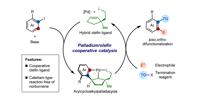 Hybrid Cycloolefin Ligands for Palladium/Olefin Cooperative Catalysis.